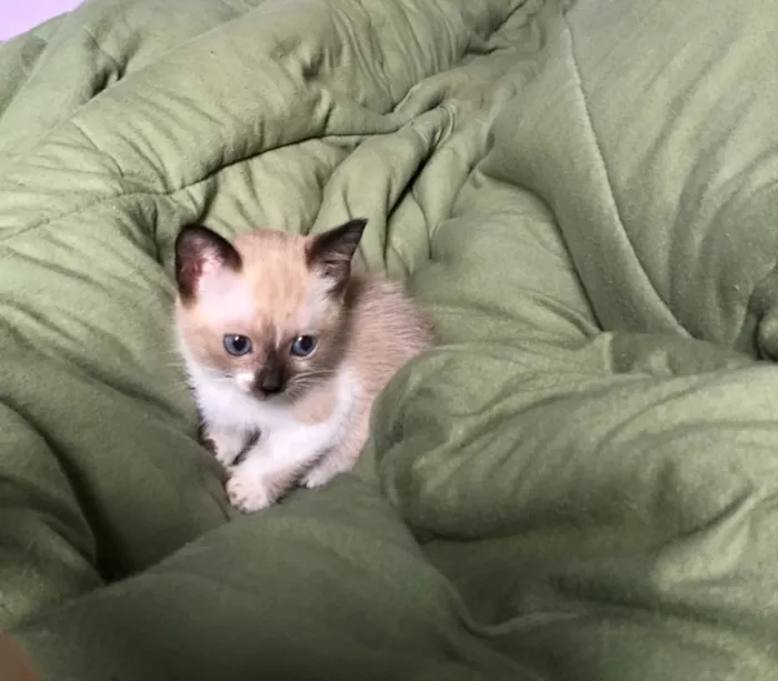 Gato ra a Siamês ( misturado ) idade 2 a 6 meses nome Sem nomes 