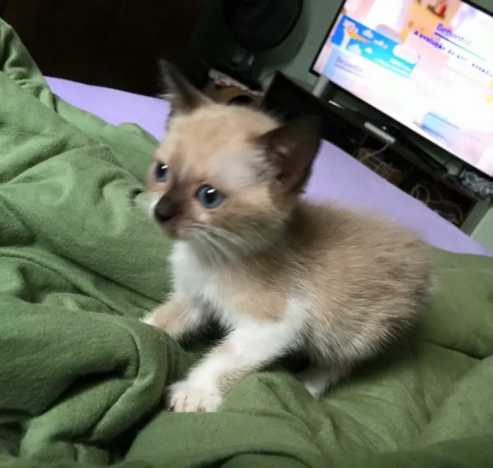 Gato ra a Siamês ( misturado ) idade 2 a 6 meses nome Sem nomes 
