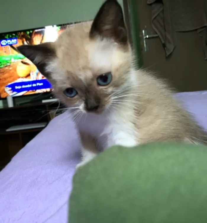 Gato ra a Siamês ( misturado ) idade 2 a 6 meses nome Sem nomes 