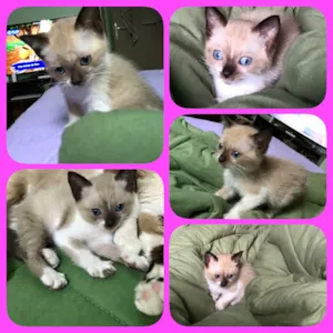 Gato raça Siamês ( misturado ) idade 2 a 6 meses nome Sem nomes 