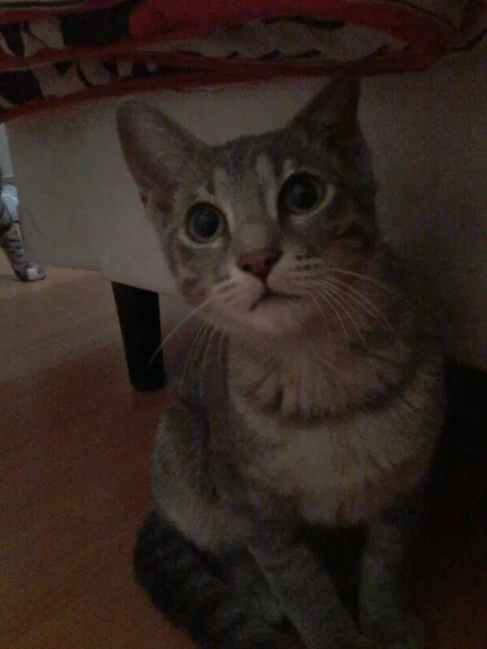Gato ra a SRD idade 2 a 6 meses nome Gatinha