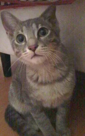 Gato raça SRD idade 2 a 6 meses nome Gatinha