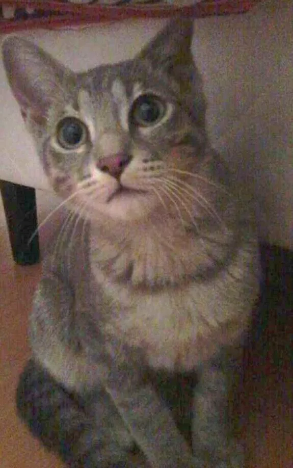 Gato ra a SRD idade 2 a 6 meses nome Gatinha