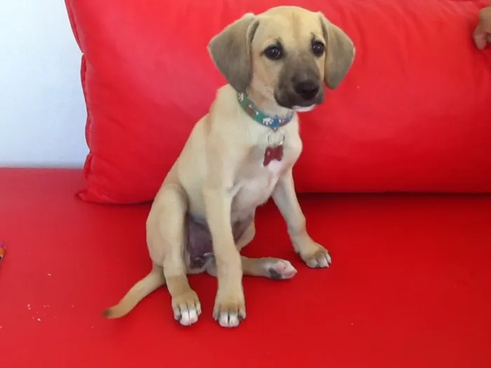 Cachorro ra a Vira-lata idade 2 a 6 meses nome Julieta