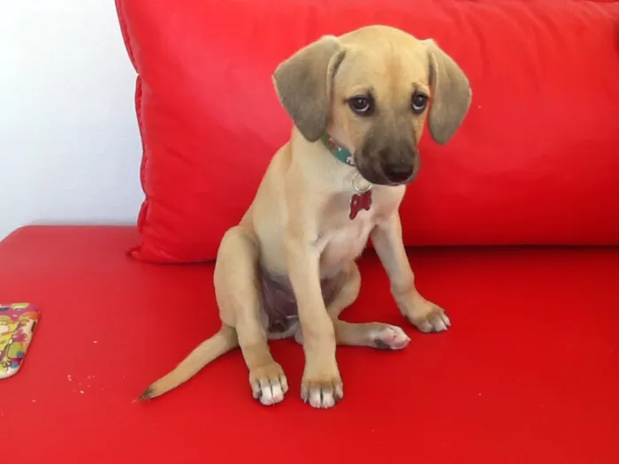 Cachorro ra a Vira-lata idade 2 a 6 meses nome Julieta