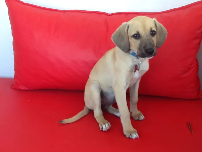 Cachorro ra a Vira-lata idade 2 a 6 meses nome Julieta