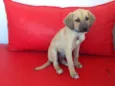 Julieta