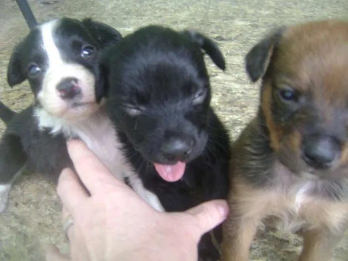 Cachorro ra a vl idade Abaixo de 2 meses nome filhotes