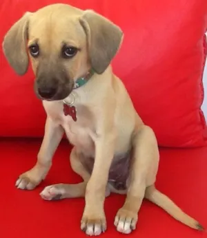 Cachorro raça Vira-lata idade 2 a 6 meses nome Julieta