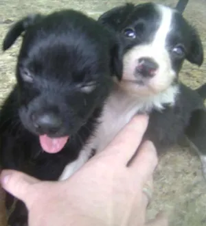 Cachorro raça vl idade Abaixo de 2 meses nome filhotes