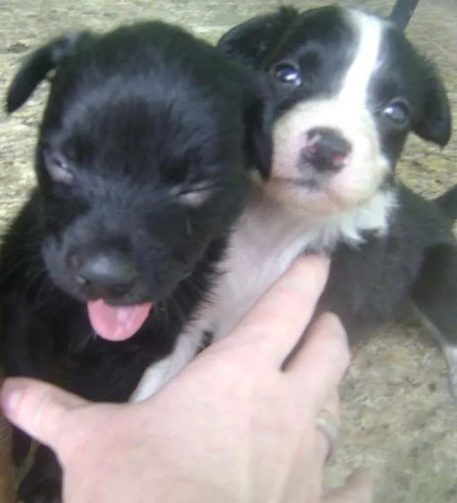 Cachorro ra a vl idade Abaixo de 2 meses nome filhotes