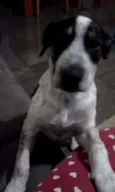 Pingo