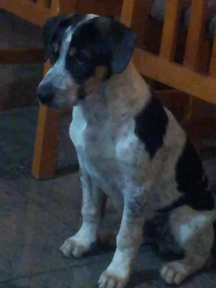 Cachorro ra a Vira lata idade 7 a 11 meses nome Pingo