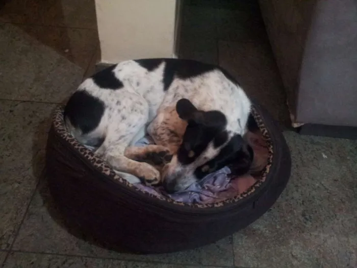 Cachorro ra a Vira lata idade 7 a 11 meses nome Pingo