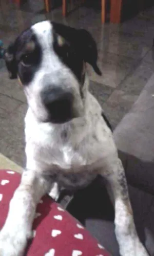 Cachorro raça Vira lata idade 7 a 11 meses nome Pingo