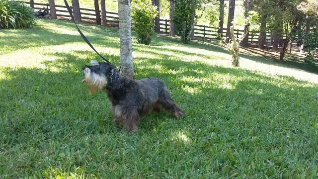 Cachorro ra a Shnauzer idade 6 ou mais anos nome EDWARD