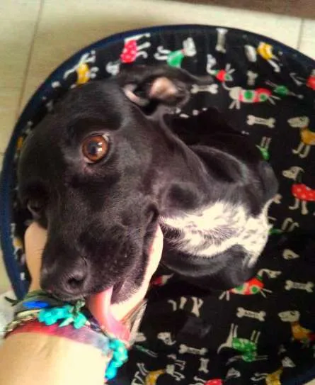 Cachorro ra a SRD (com jeito de salsichinha) idade 1 ano nome Nina