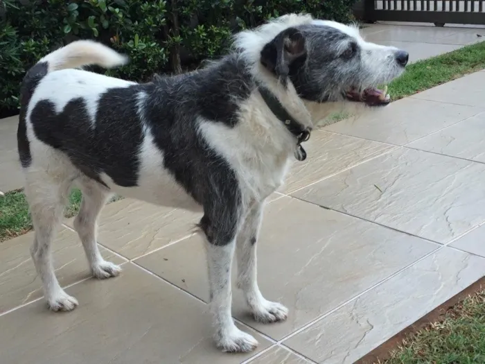 Cachorro ra a SRD idade 4 anos nome Bacon