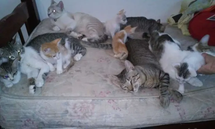 Gato raça Vira lata idade 2 a 6 meses nome Bia, Principe, Pret