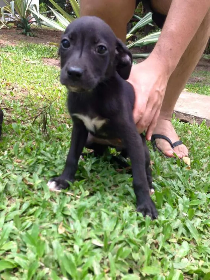 Cachorro ra a SRD idade Abaixo de 2 meses nome sem nome