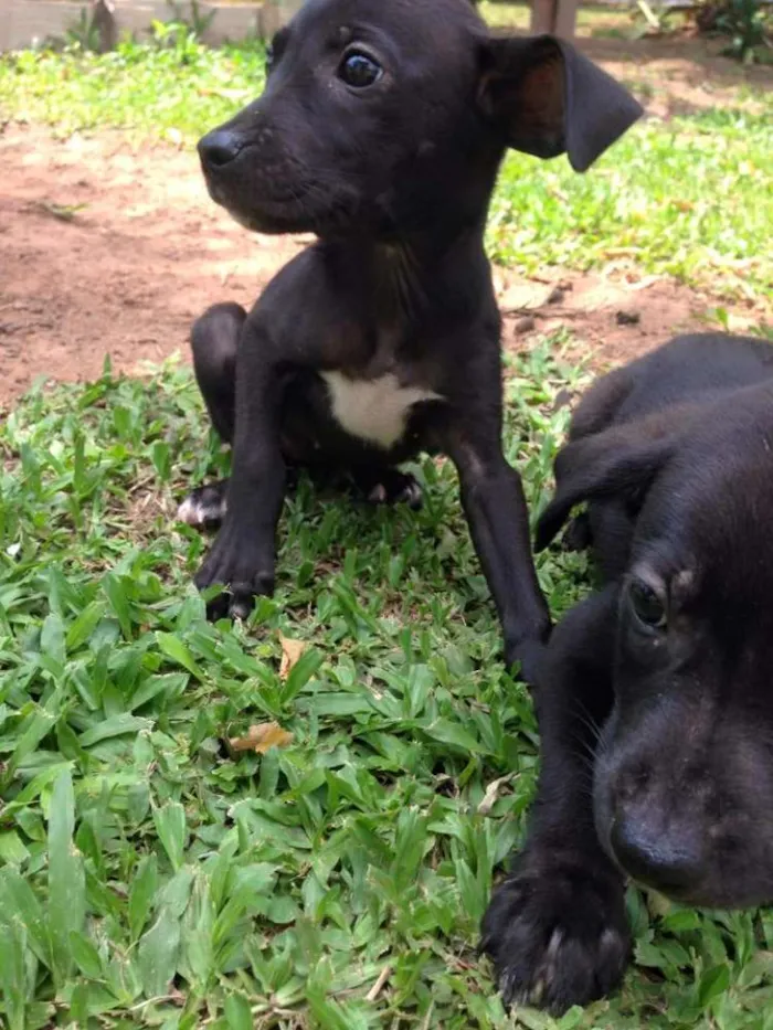 Cachorro ra a SRD idade Abaixo de 2 meses nome sem nome