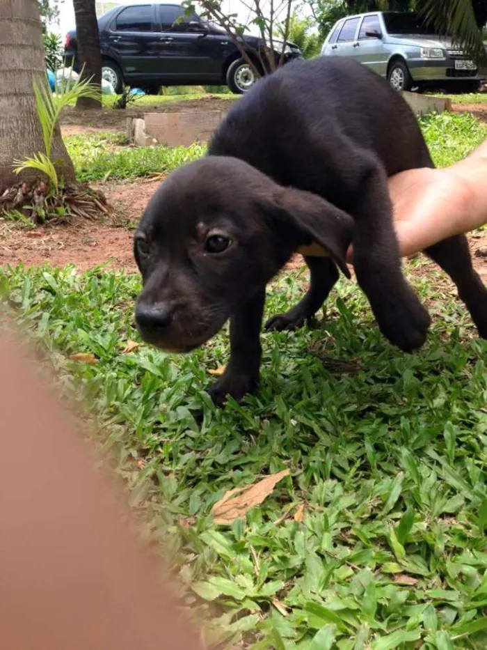 Cachorro ra a SRD idade Abaixo de 2 meses nome sem nome