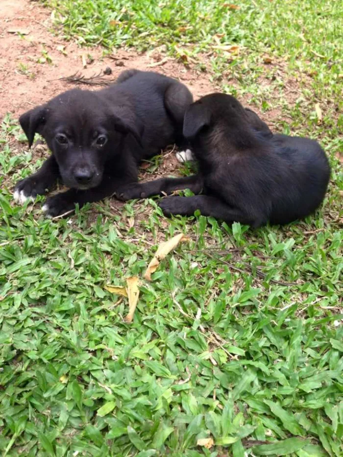 Cachorro ra a SRD idade Abaixo de 2 meses nome sem nome