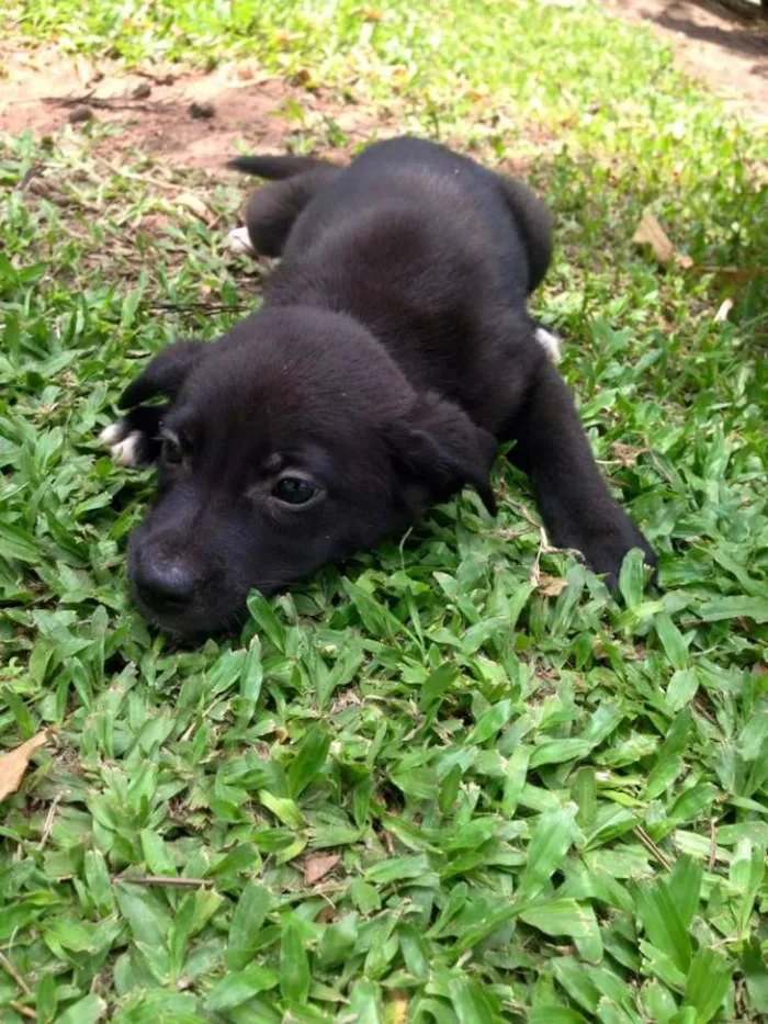 Cachorro ra a SRD idade Abaixo de 2 meses nome sem nome