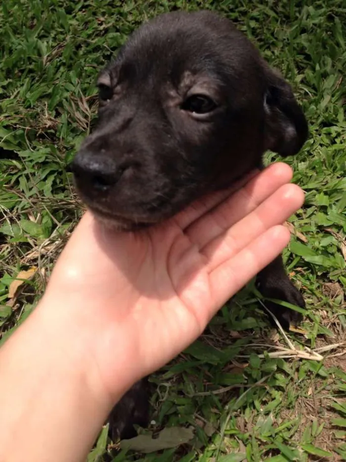 Cachorro ra a SRD idade Abaixo de 2 meses nome sem nome