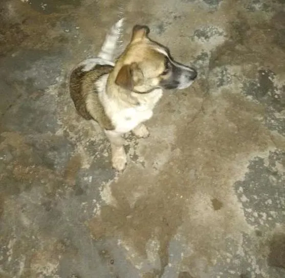 Cachorro ra a Indefinida idade 7 a 11 meses nome Doris Maria