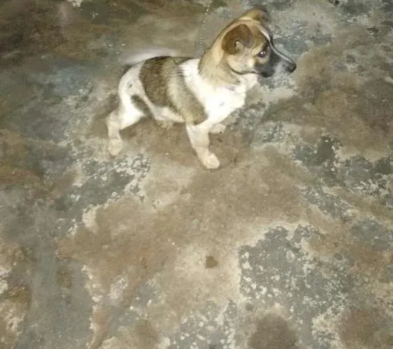 Cachorro ra a Indefinida idade 7 a 11 meses nome Doris Maria