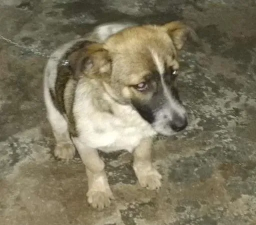 Cachorro ra a Indefinida idade 7 a 11 meses nome Doris Maria