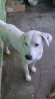 Cachorro raça Labrador com dalmata  idade 4 anos nome Spike 