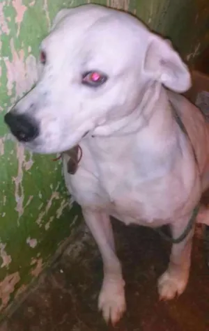 Cachorro raça Labrador com dalmata  idade 4 anos nome Spike 