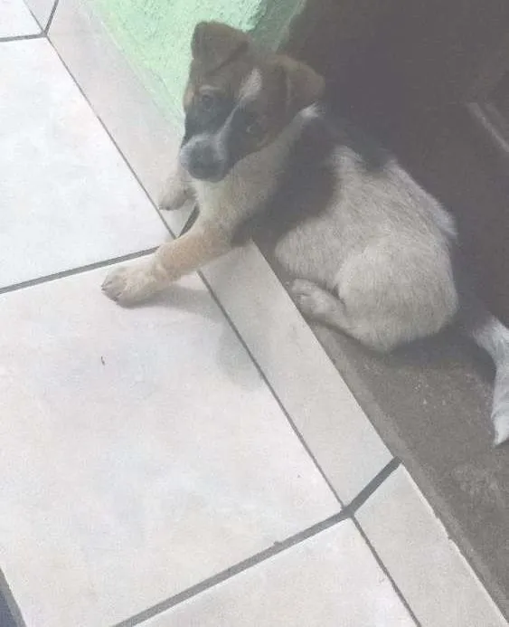 Cachorro ra a Indefinida idade 7 a 11 meses nome Doris Maria