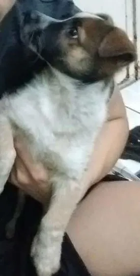 Cachorro ra a Indefinida idade 7 a 11 meses nome Doris Maria