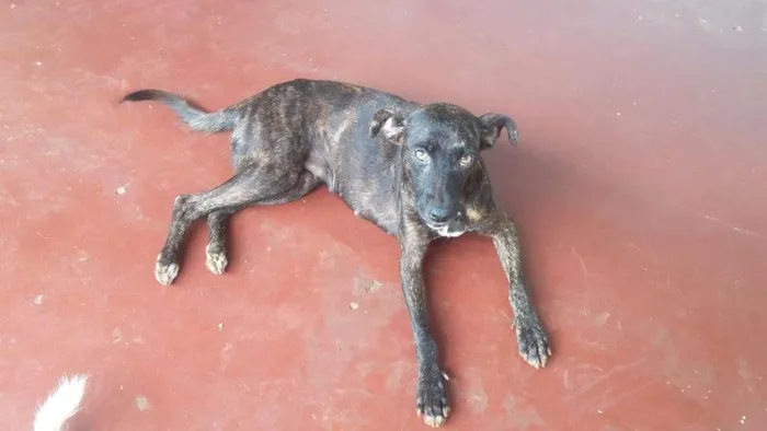 Cachorro ra a Virá lata idade 1 ano nome Pantera e dará