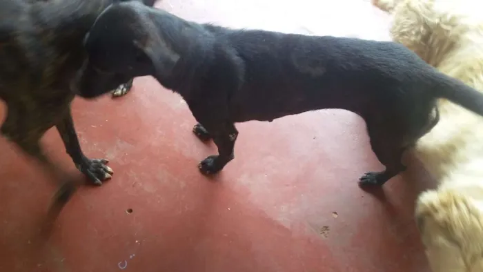 Cachorro ra a Virá lata idade 1 ano nome Pantera e dará