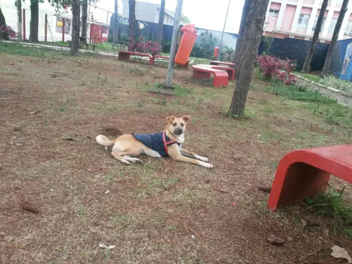 Cachorro ra a SRD idade 7 a 11 meses nome Scott