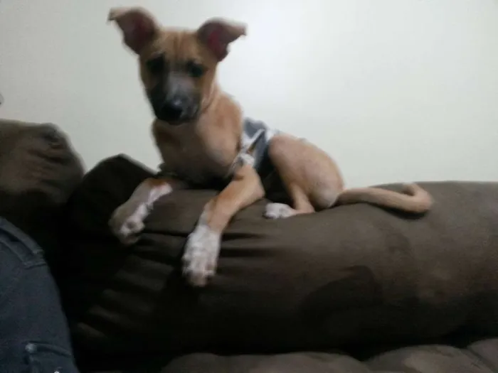 Cachorro ra a SRD idade 7 a 11 meses nome Scott