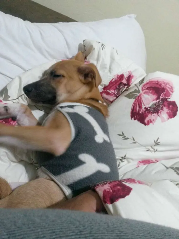 Cachorro ra a SRD idade 7 a 11 meses nome Scott