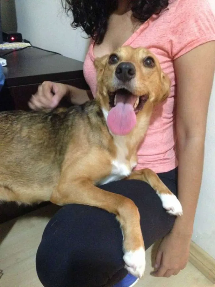 Cachorro ra a Vira Lata idade 7 a 11 meses nome Desconhecido