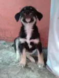 Mel