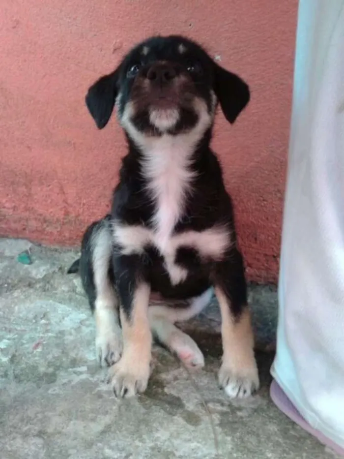 Cachorro ra a Viralata idade 2 a 6 meses nome Mel