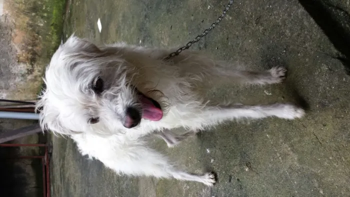 Cachorro ra a Vira lata idade 4 anos nome Bethoven