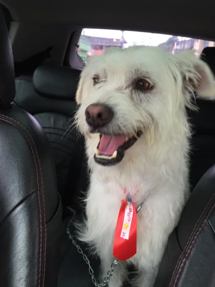 Cachorro ra a Vira lata idade 4 anos nome Bethoven