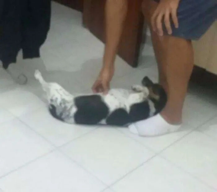 Cachorro raça Indefinida idade 6 ou mais anos nome Lulu