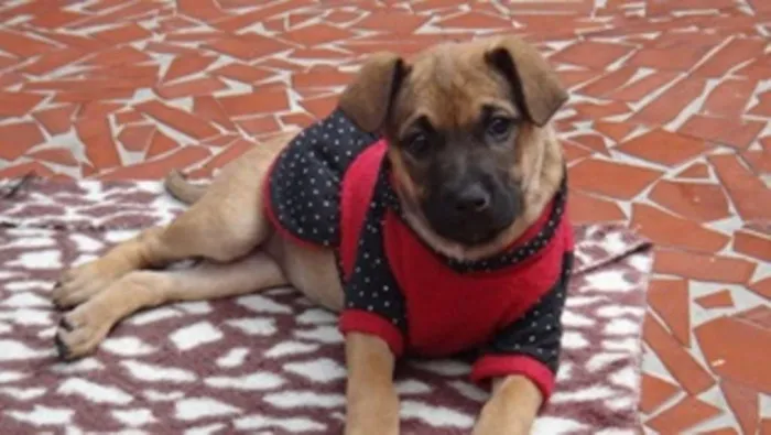 Cachorro ra a SRD idade 2 a 6 meses nome Tiguana