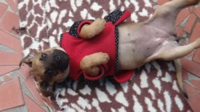 Cachorro ra a SRD idade 2 a 6 meses nome Tiguana