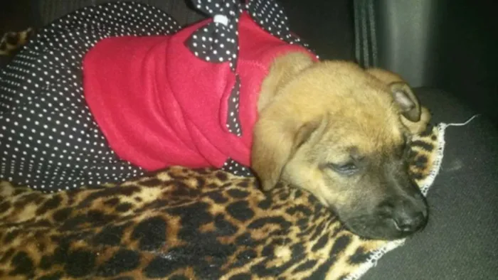 Cachorro ra a SRD idade 2 a 6 meses nome Tiguana